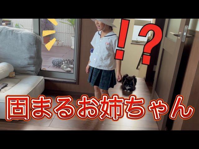 娘達にサプライズで紹介される子猫　サイベリアン