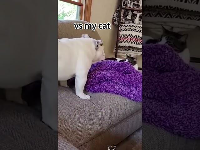 funny cat#cat#cats#catlover #catshorts #funnycats#youtubeshorts #funnyvideo #music#moneycat