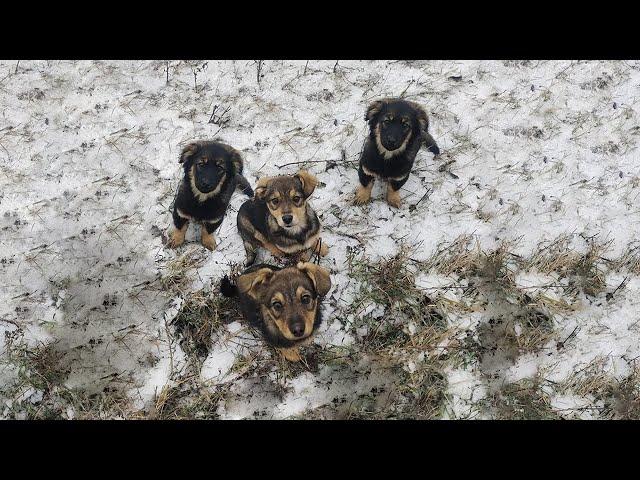 4 Little Hungry Puppies Ran After My Car And Screamed for Help. "Please Help Me"