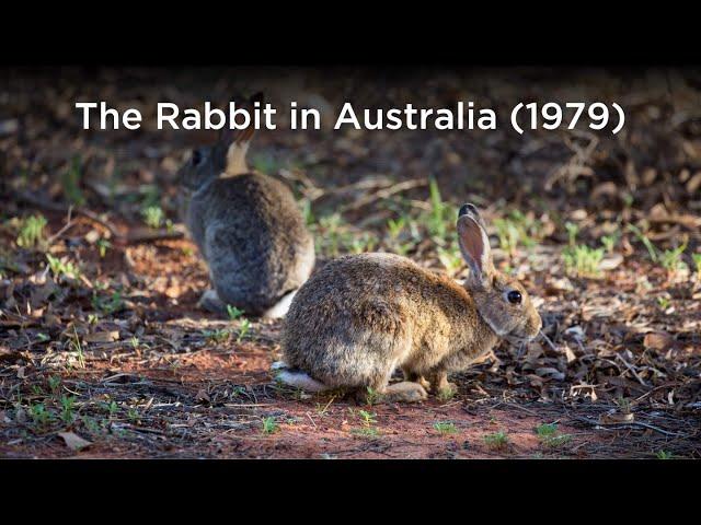 The Rabbit in Australia (1979)