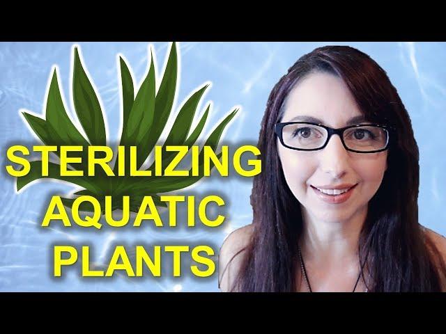 STERILIZING AQUATIC PLANTS | How To Sterilize Live Plants For Your Aquarium