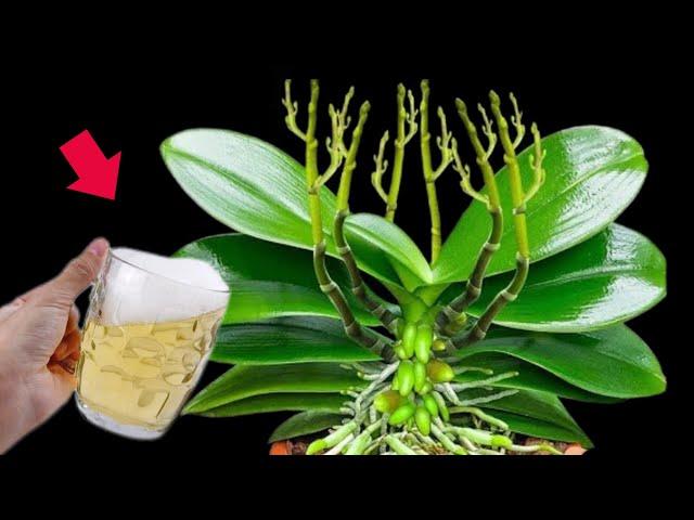 pour 1 cup in the summer ! Natural fertilizer for plants orchids will grow roots,beautiful flowers