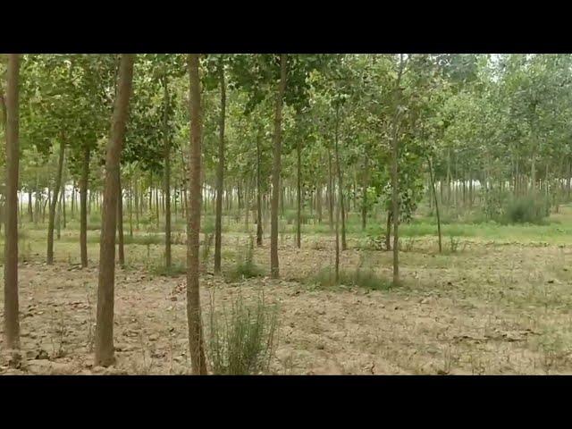 popular trees for sale in pakistan | sufaida trees for sale | cgam