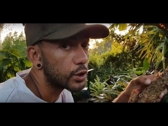 Gardening with Gabriel - Harvesting fruit from Quesnelia testudo