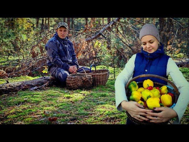 Этот ЛЕС не перестаёт нас удивлять. ЗАКРЫВАЕМ СЕЗОН.