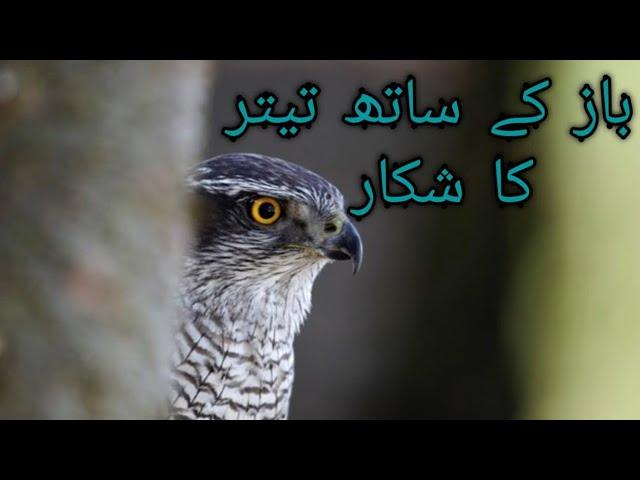 amazing hunting of partridge with goshawk||falconry art of kings