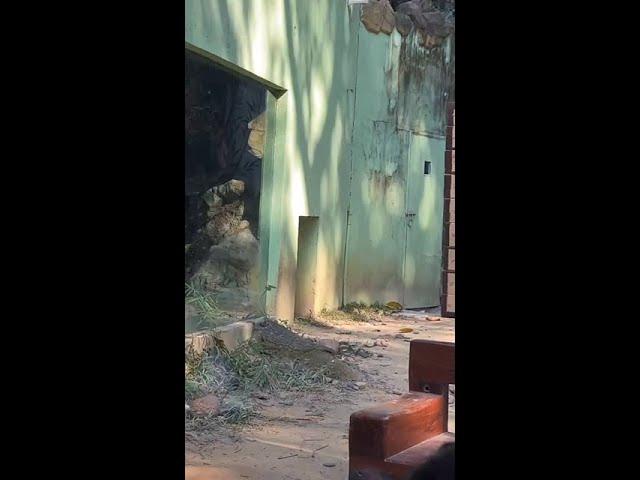 妹猪：你别动，人家害羞～ #大熊猫妹猪