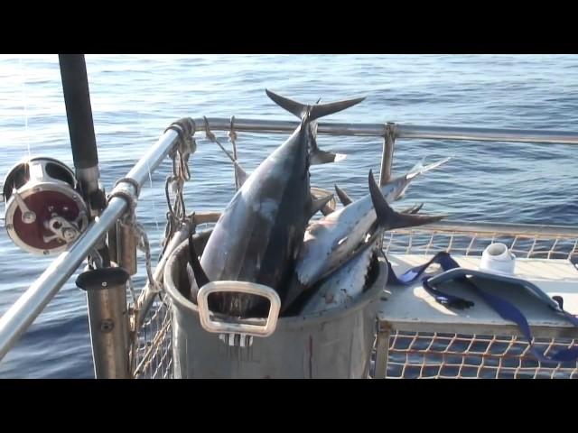 Tuna Fishing In Cyprus