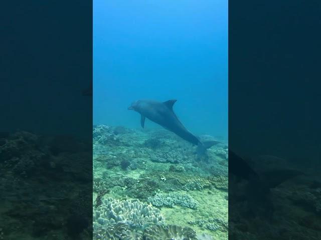 Strangest dolphin behaviour seen on scuba! #dolphin #strangeanimal #underwaterlife #ocean #scuba