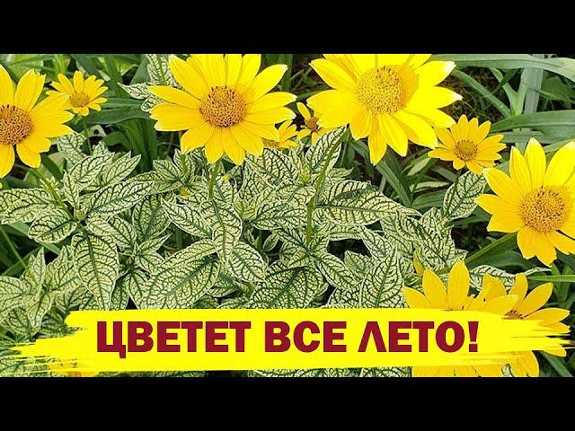 НЕПРИХОТЛИВЫЙ ЦВЕТОК, ЦВЕТУЩИЙ ВСЕ ЛЕТО! Посадите в саду - не пожалеете