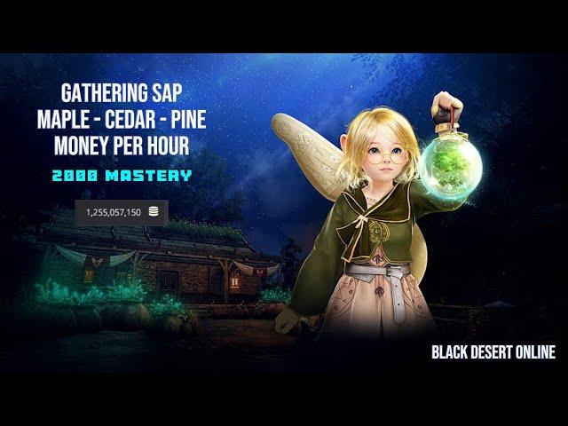 [BDO] Gathering Sap - Maple - Cedar - Pine - 2000 Mastery - Money Per Hour - 2024