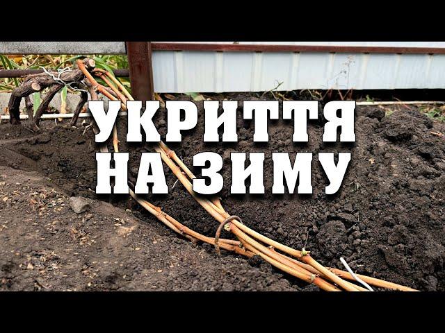 Укриття винограду на зиму