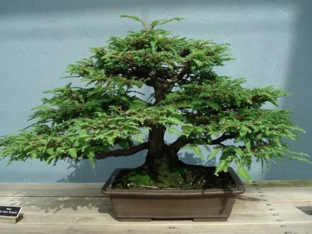 Dwarf Weeping Norway Spruce Bonsai Tree