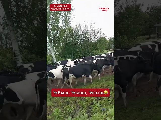 Беларусские  коровы самы дисциплинированные в мире   #беларусь #belarus #юмор #дача #огород