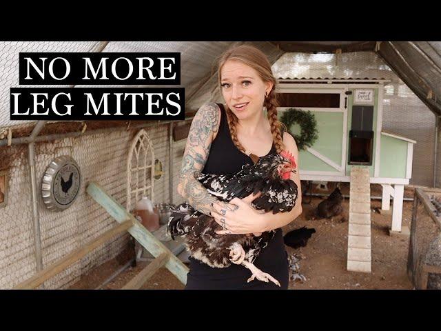 Get RID of Scaley Leg Mite in Chickens - SIMPLE & Easy!