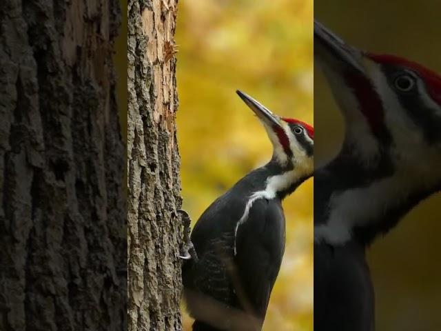 Pileated Woodpecker Pecking Wood