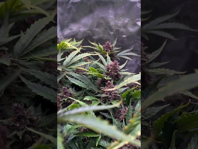 Banana Purple Punch Auto 🟣 Fast Buds | Indica by ms herbalist