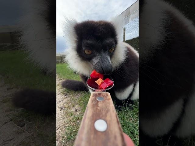 Spoon feeding animals POV