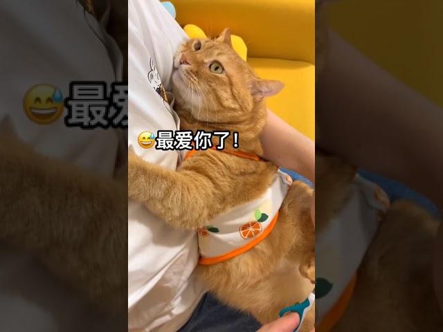 【貓咪叫不苦】我的貓真的是不放過任何一個跟我撒嬌的機會 #Shorts