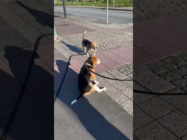 Beagles’ Mission: Ignore the Human – Activated ️️#beagle #dog #dogs #pets #happy #love #cute
