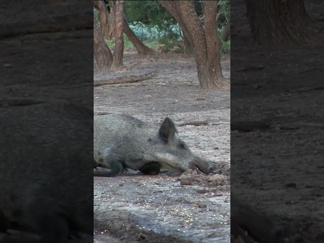 Airgun Slams a Big Hog!    #airgunhunting    #hoghunting    #bigboreairgun