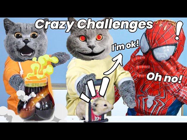 Oscar’s Most Viewed Video Collection Will Delight You|Oscar‘s Funny World|Cute And Funny Cat TikTok