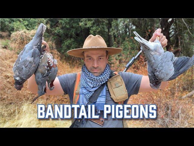 Hunting North America's Largest Wild Pigeon - BANDTAILS