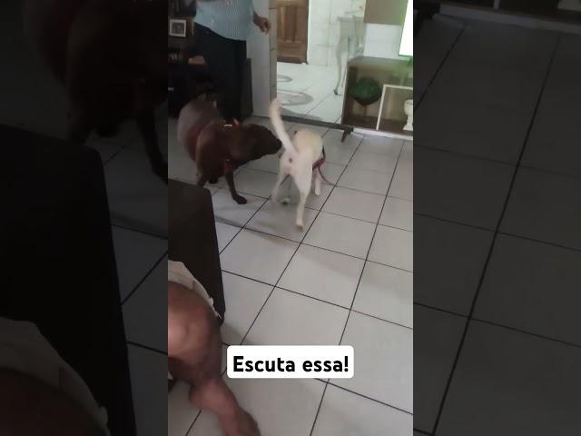 Escuta essa!  #pets #cachorro #cachorro #labrador