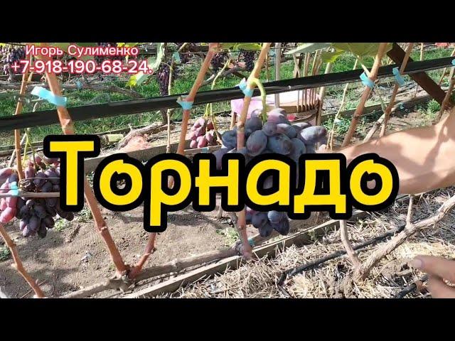 Торнадо - это круто!