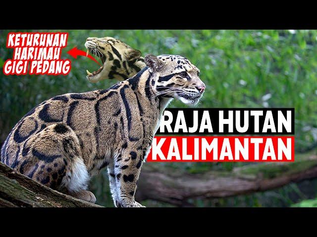 Macan Dahan Kalimantan - Raja Hutan Kalimantan yang Mulai Kehilangan Singgahsananya