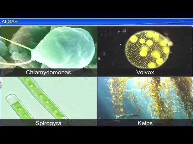 CBSE Class 11 Biology || Plant Kingdom || Full Chapter || By Shiksha House