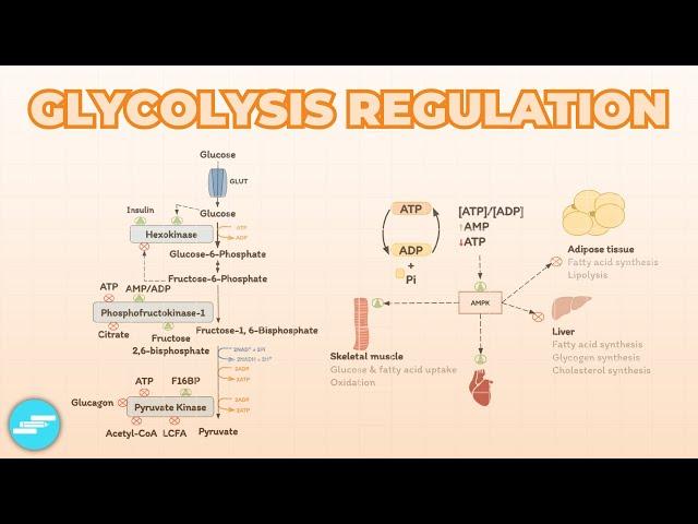 Regulation of Glycolysis | Metabolism