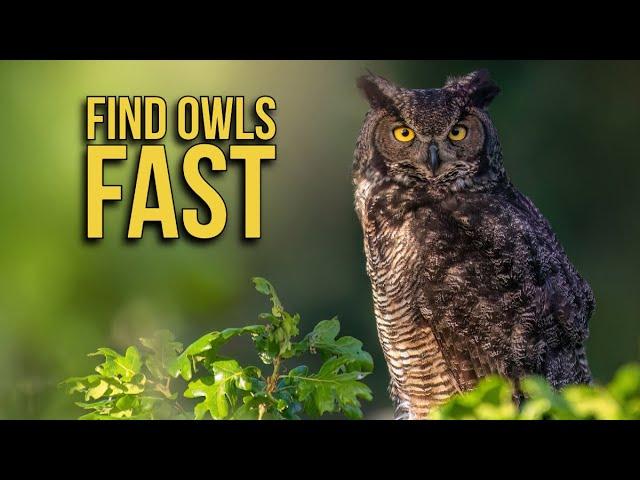 How to FIND and PHOTOGRAPH OWLS where you live - Wildlife photography - Nikon Z9