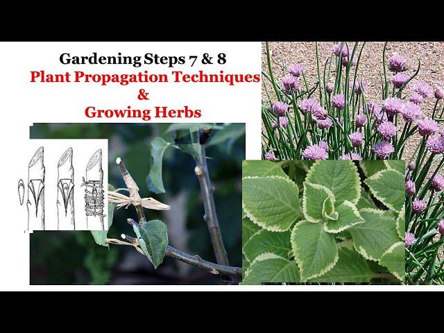 Gardening Steps 7 & 8 Tips On Plant Propagation Techniques and Growing Herbs