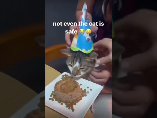 #cat #dog #pets #funny #funnyvideos #foryou #music