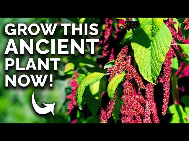 Amaranth: The Prehistoric Crop You Can Still Grow 