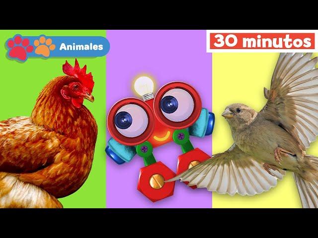 Mis Amigos Animales con Robi | Aprender animales | Educación para bebés | Mi Primera Universidad