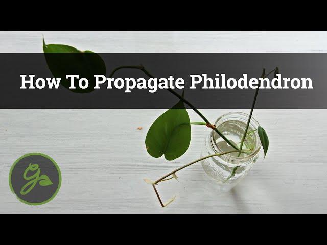 How To Propagate Philodendron