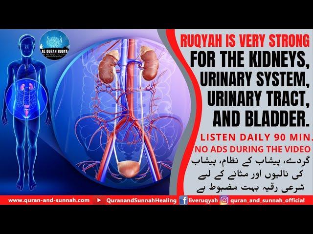 RUQYAH FOR THE KIDNEYS, URINARY SYSTEM, URINARY TRACT & BLADDER. INSHA ALLAH, YOU WILL BE RELIEVED 