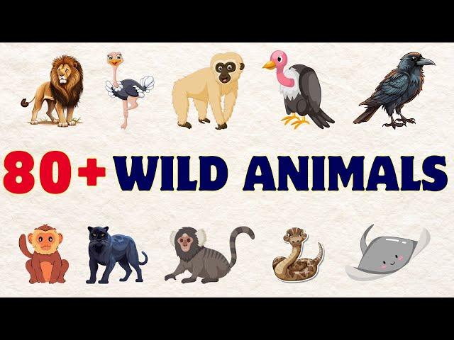 80+ Wild Animals | Learn Animals Name In English With Pictures | Animals Vocabulary In English