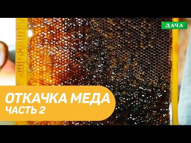 Откачка меда с помощью медогонки. Подводим Итоги сезона. Часть 2.