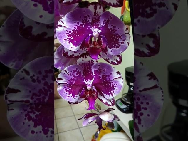 Beautiful phalaenopsis Queen.