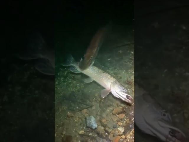Predator pike eats smaller pike #lifehacks #fishing