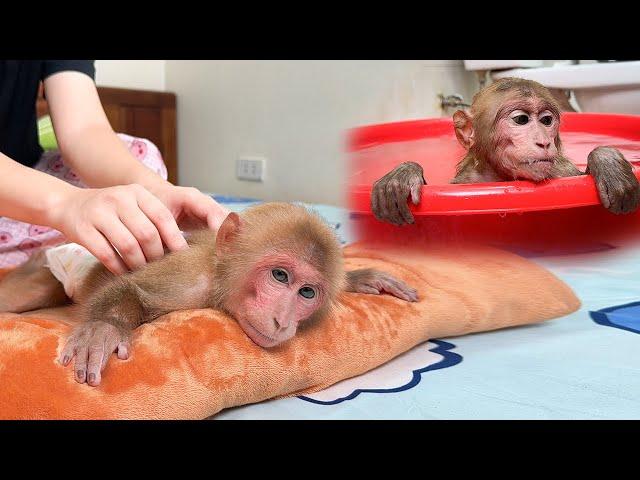 Bibi was bathed and given special care by Mom but still missed the baby monkey very much!