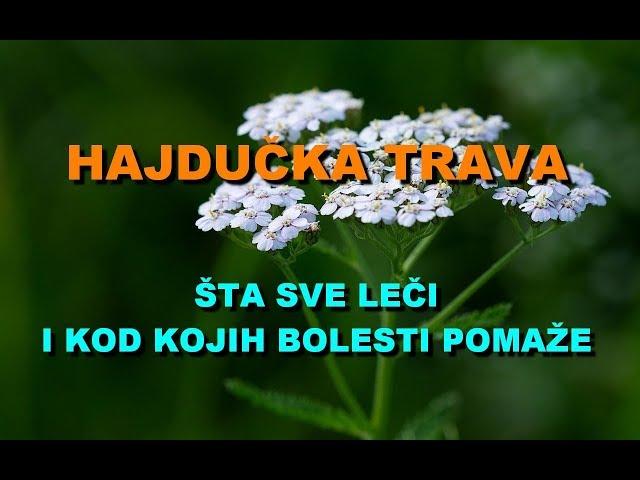 HAJDUČKA TRAVA - ŠTA SVE LEČI i Kod KOJIH BOLESTI POMAŽE