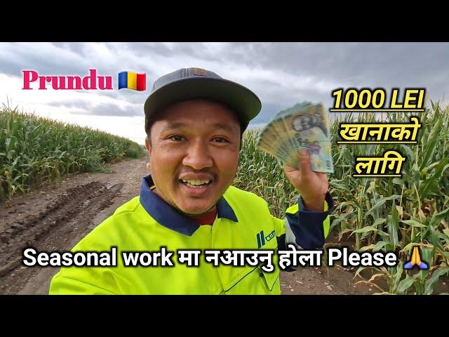 Romania  || Seasonal work मा नआउनु  || 1000 Lei खानाको लागि  || Embassy Update️