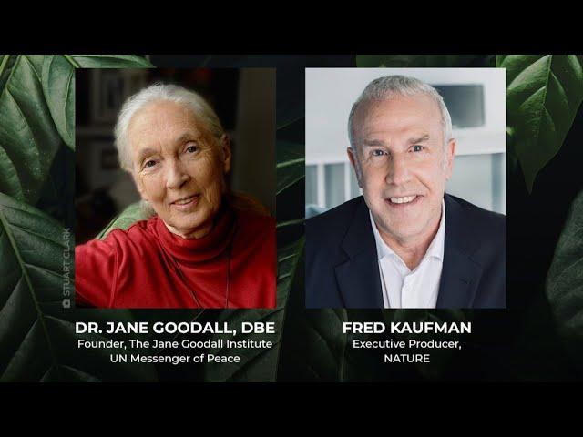 Dr. Jane Goodall, DBE on Chimpanzees | PBS NATURE