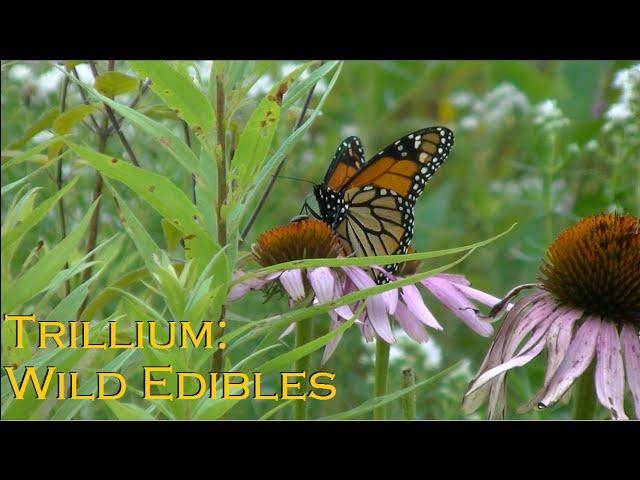 Trillium: Wild Edibles Channel Trailer