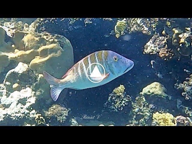 Reconnaître les poissons. Le Bec de cane Mahsena (Lethrinus mahsena)