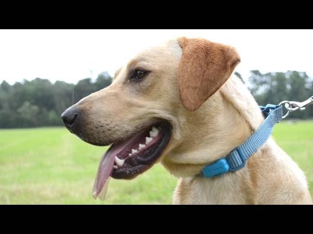 FitBark dog fitness tracker - Which? first look